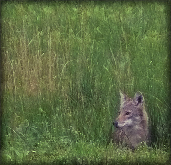 Coyote at Rocky Comfort Cabins