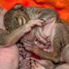 Orphaned baby squirrels