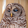Beautiful Barred Owl