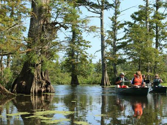 Kayaking in the Cache River Basin
