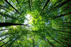View of forest canopy from below