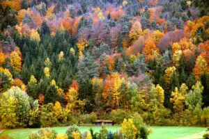 Fall forest foliage colors
