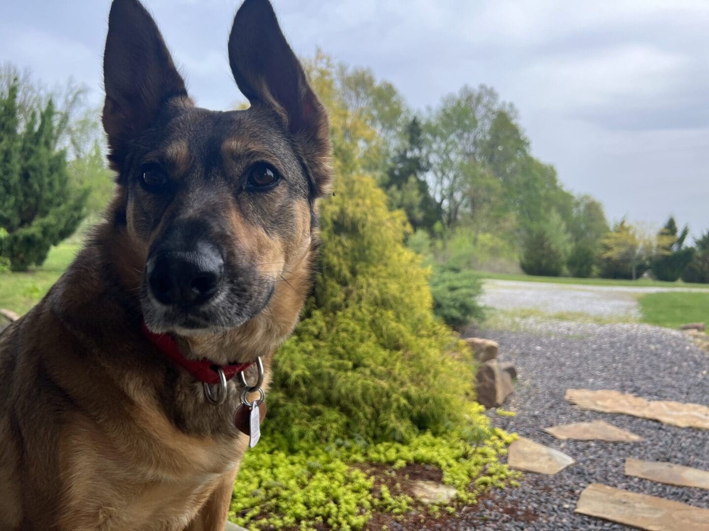 German Shepher at pet friendly cabin The French Creole in The Shawnee Forest