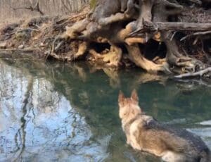 German Shepherd cooling off in creek by Rocky Comfort Cabins